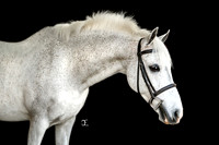 Payton & TinTin